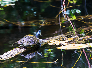 Picture 3 - Painted Turtle on a Log, Everglades National Park, Florida.
